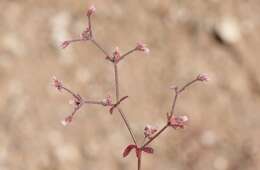 Image of unarmed buckwheat