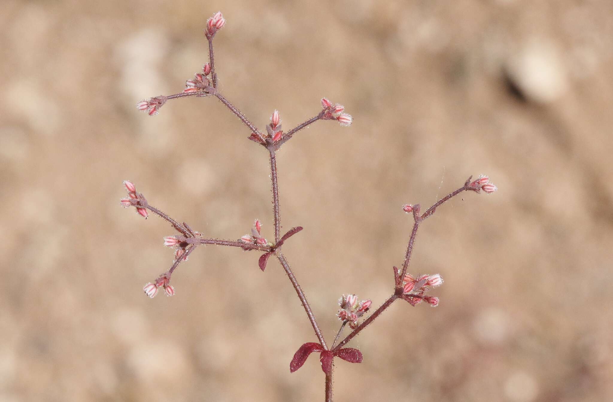 Image of unarmed buckwheat