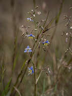 Image of Dianella longifolia var. grandis R. J. F. Hend.