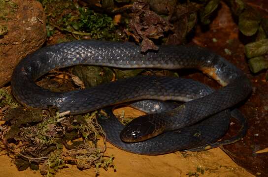 Image of Western Forest Centipede-eater