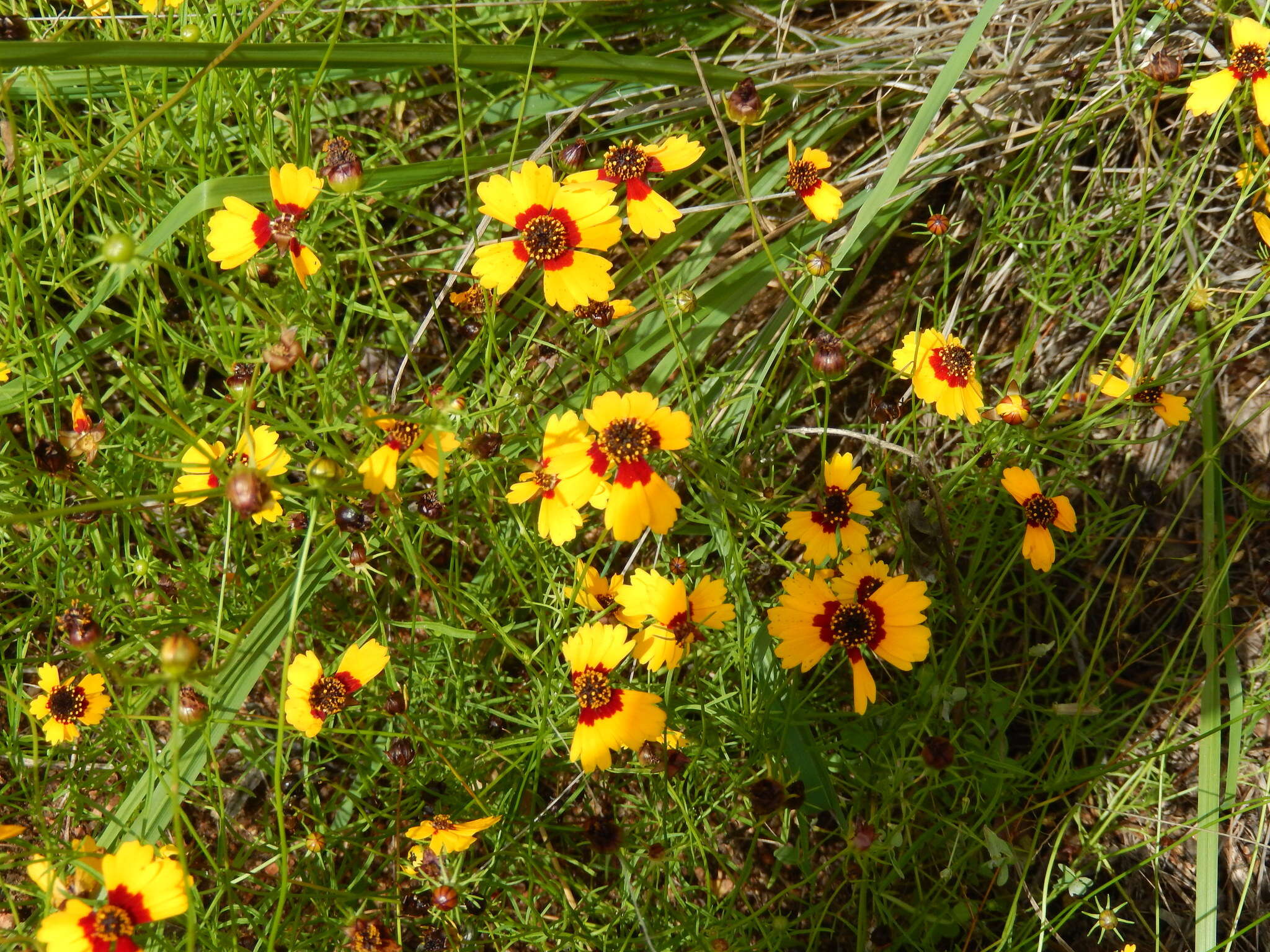 Image of goldenmane tickseed