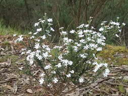 Image of Olearia minor (Benth.) N. S. Lander