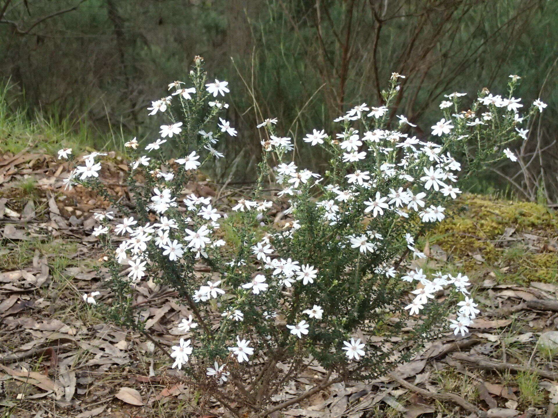 Image of Olearia minor (Benth.) N. S. Lander