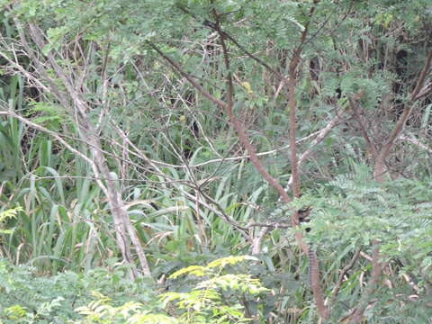 Image of Buffy-headed Marmoset