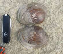 Image of Higgins' Eye Pearly Mussel