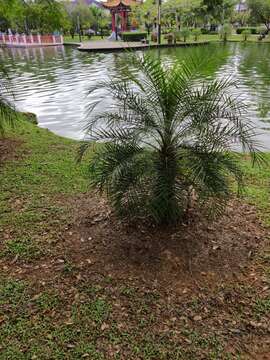 Image of pygmy date palm