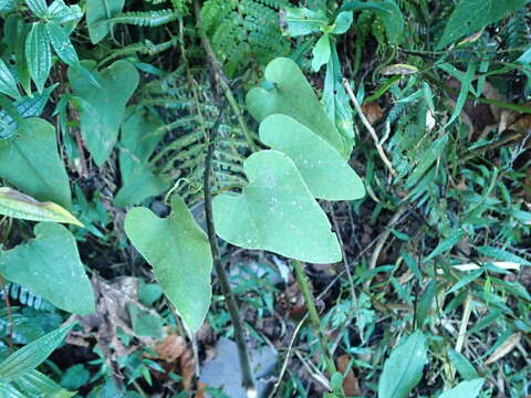 Image of Aristolochia shimadae Hayata