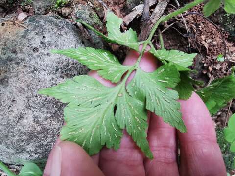 Image of Dwarf Spleenwort