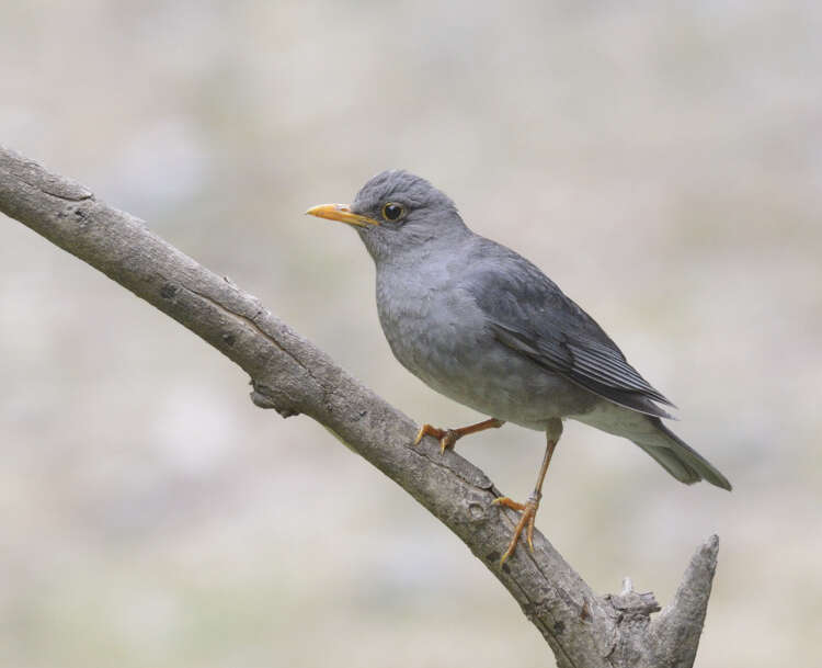 Image of Tickell's Thrush