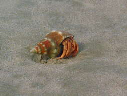 Image of striated hermit crab