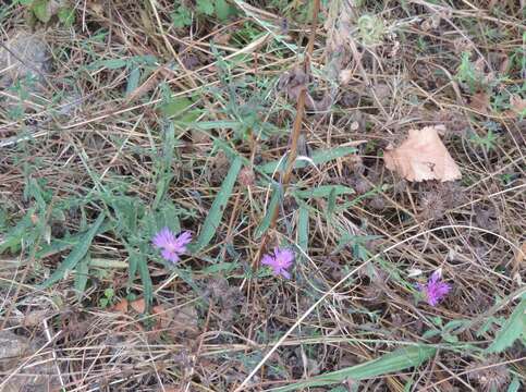 Image of Centaurea jacea subsp. angustifolia (DC.) Gremli