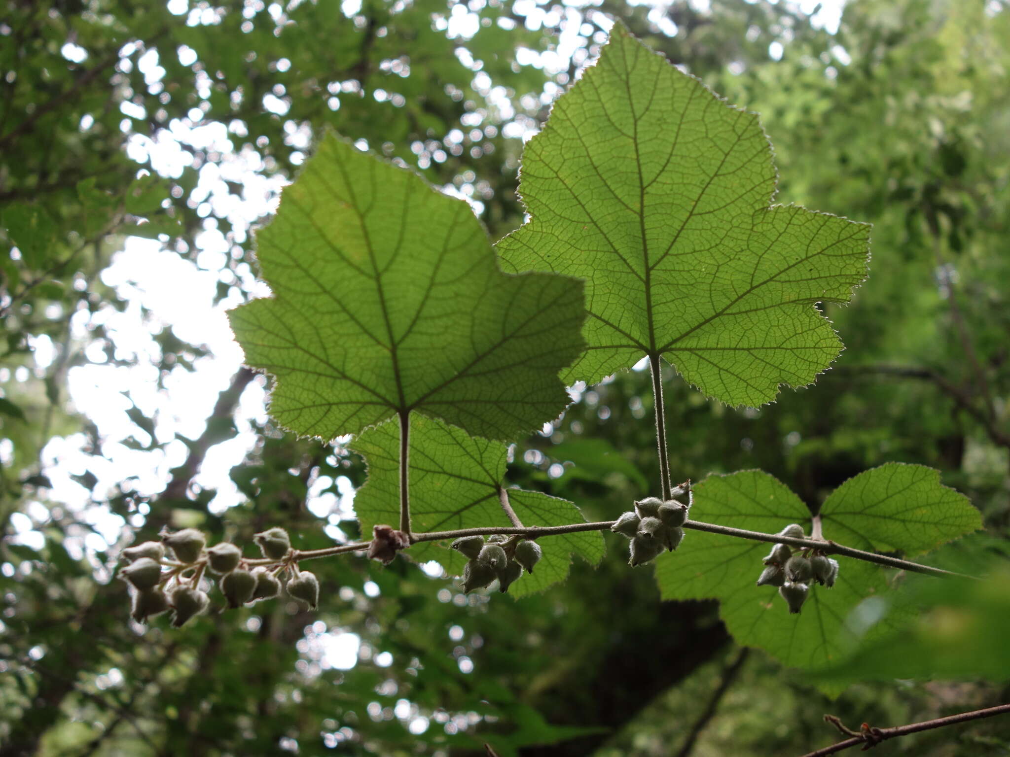 Image de Rubus buergeri Miq.