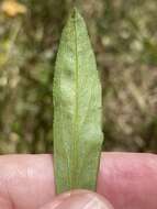 Image of Virginia Goldenrod