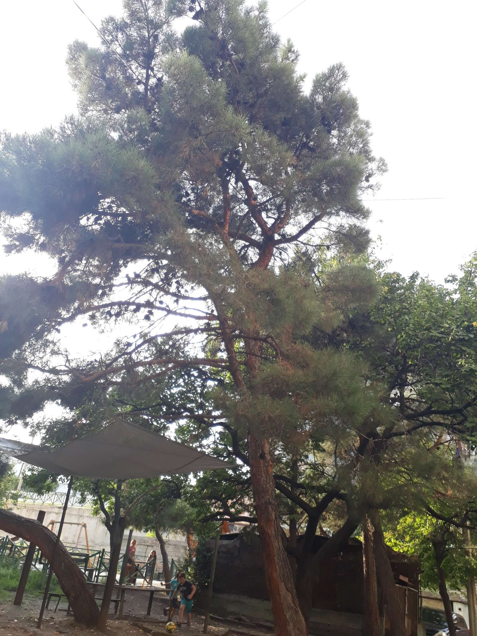 Image of Afghan pine