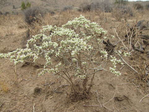 Image of yucca buckwheat