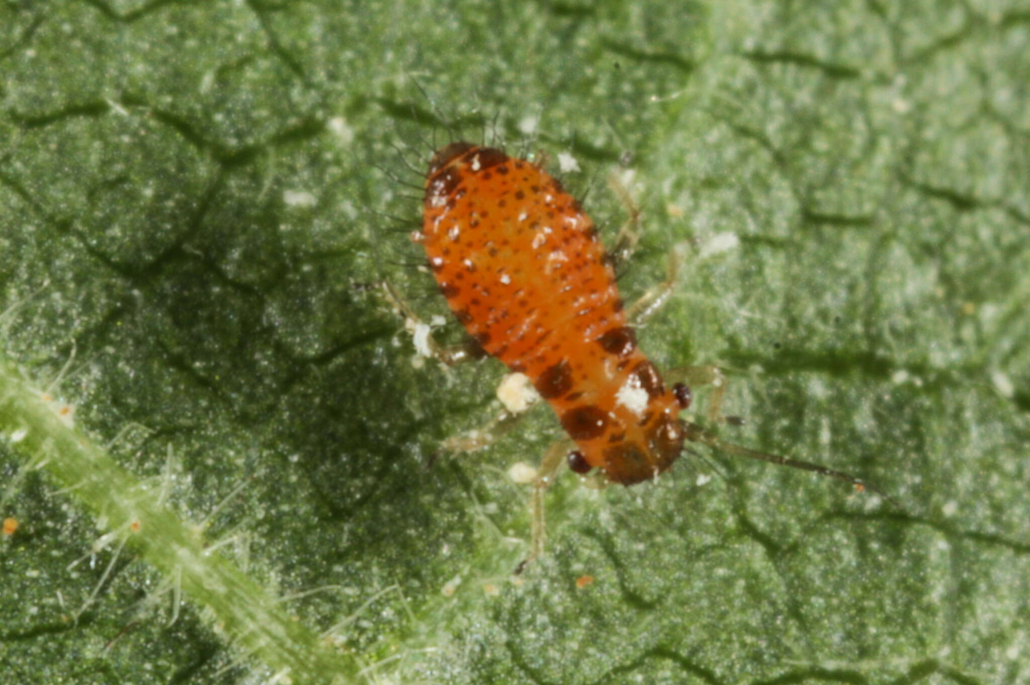 Image of Caricosipha paniculatae Börner 1939