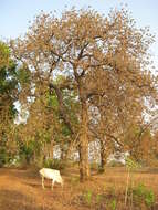 Image of moa tree