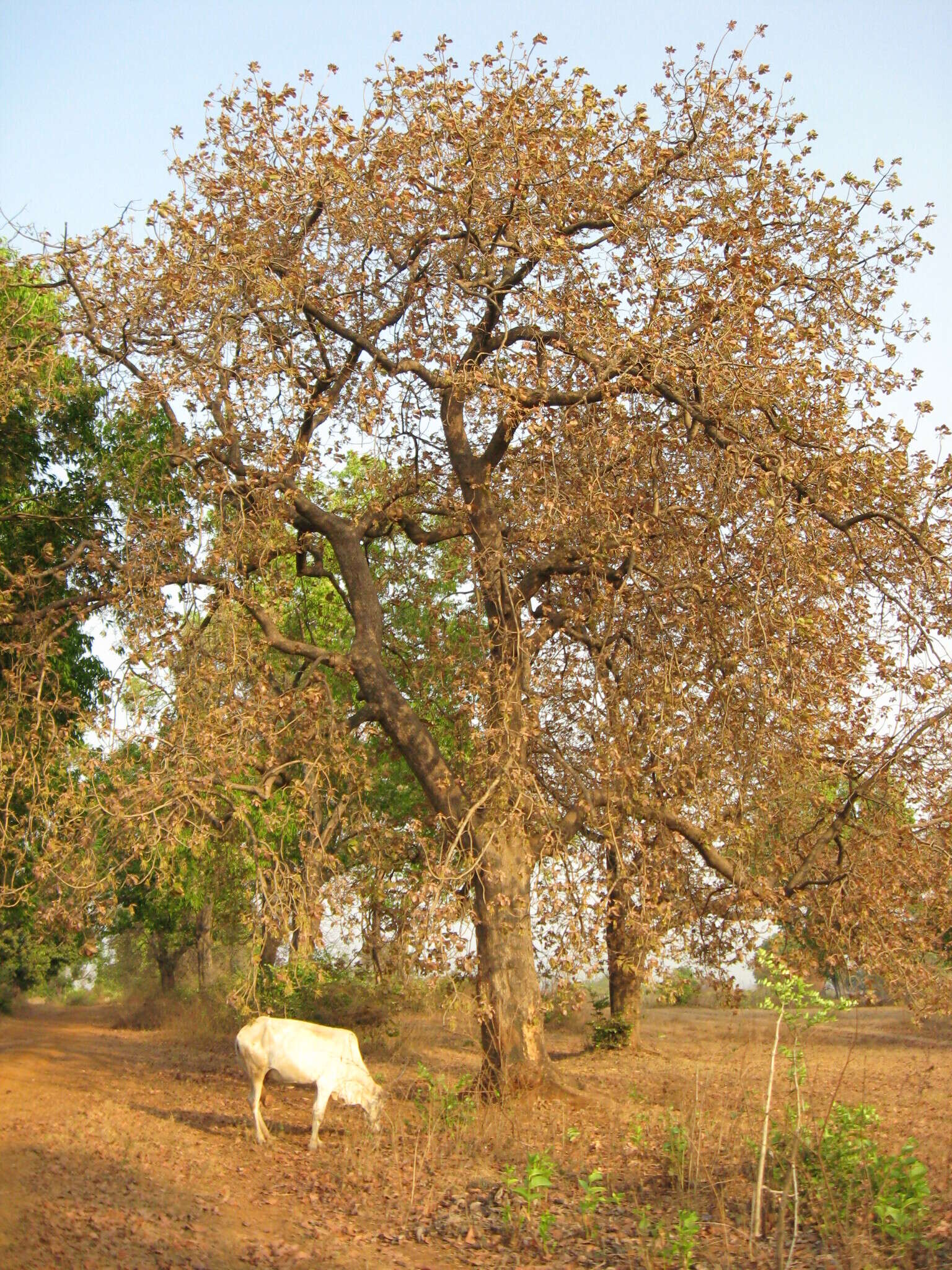 Image of moa tree