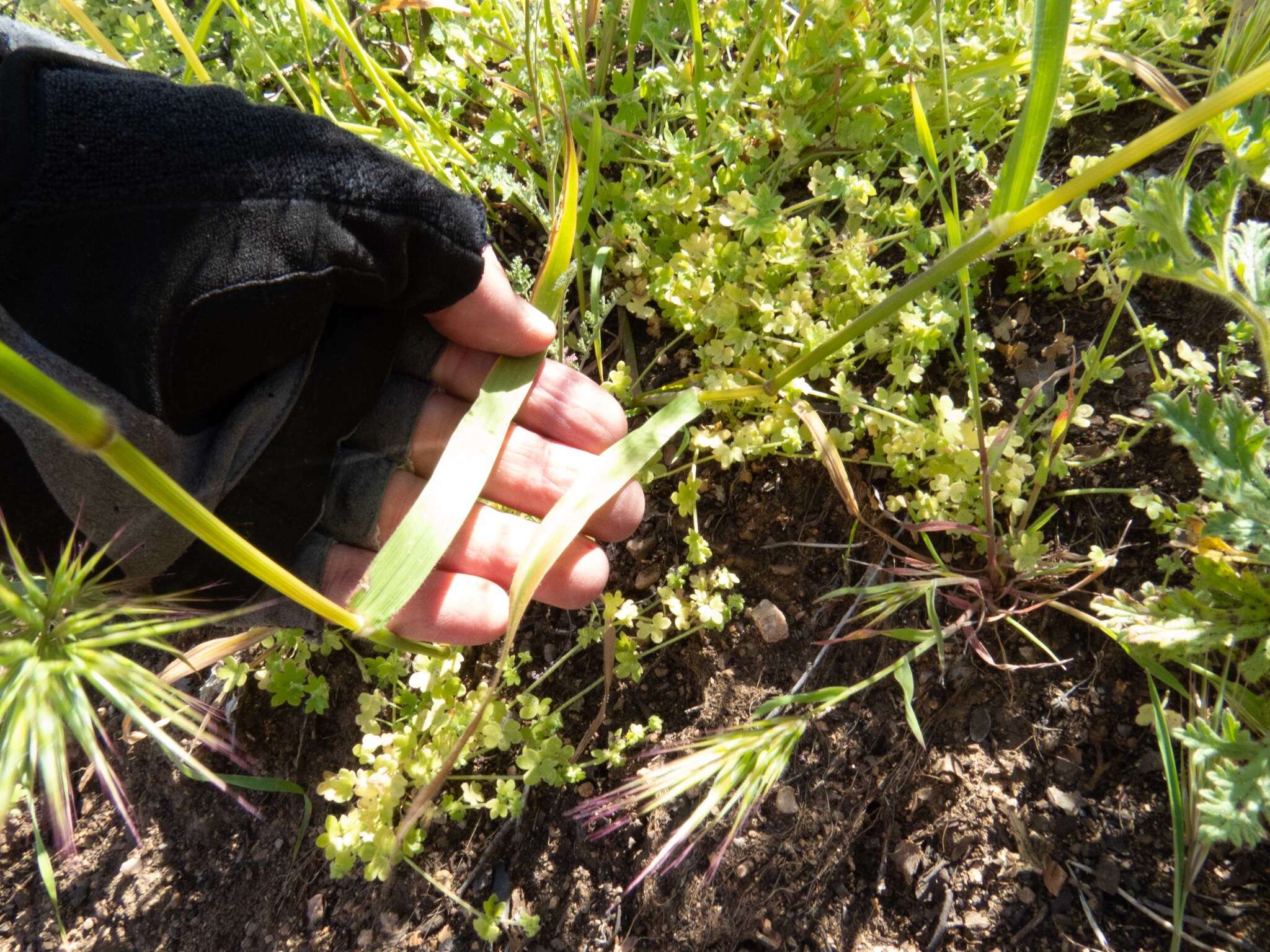 Image of Arizona brome