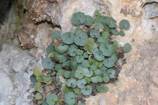 Imagem de Cymbalaria aequitriloba (Viv.) A. Cheval.