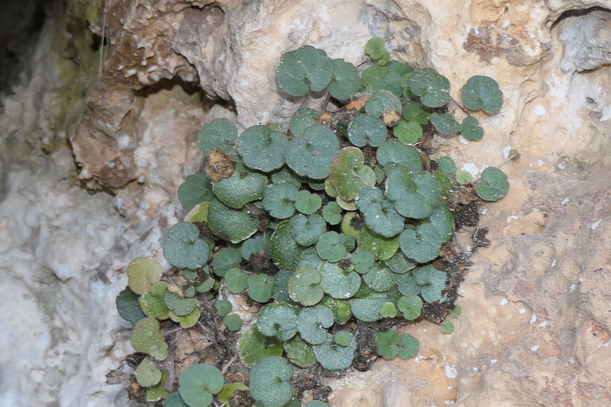 Image of Cymbalaria aequitriloba (Viv.) A. Cheval.