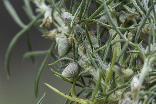 Image of spiny milkvetch