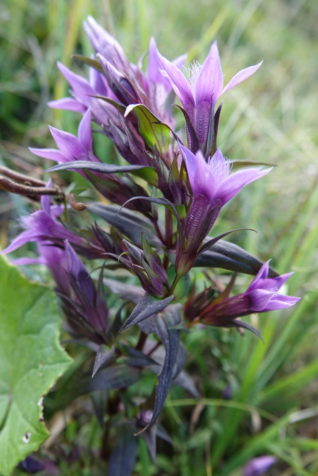 Image of chiltern gentian