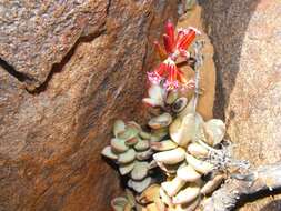 Imagem de Adromischus montium-klinghardtii (Dinter) A. Berger