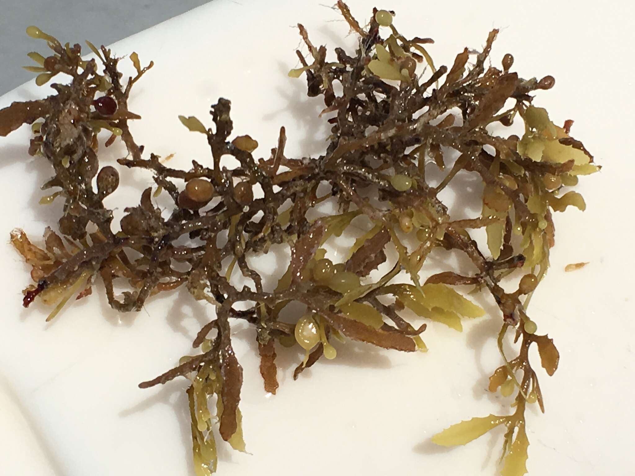 Слика од Sargassum natans