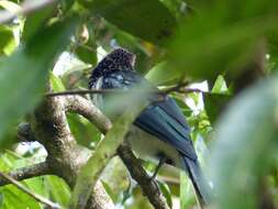 Image of Red-faced Malkoha