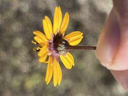 Image of Chrysanthellum pilzii J. L. Strother