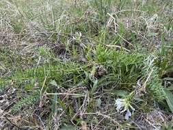 Image de Oxytropis varlakovii Serg.