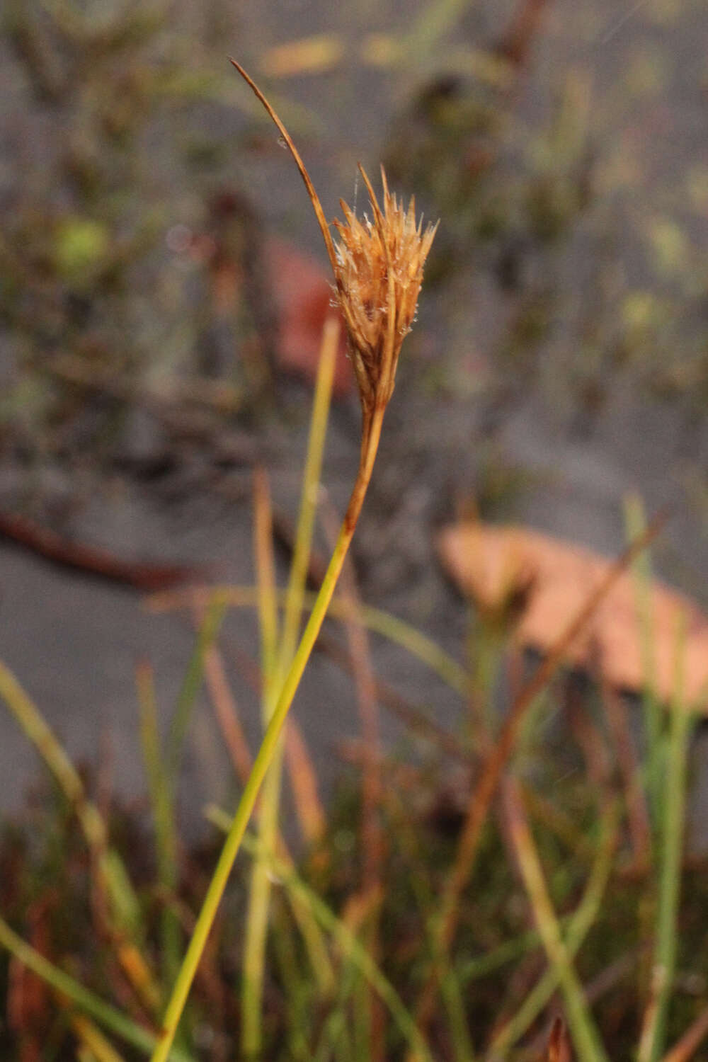 Image of Carpha alpina R. Br.