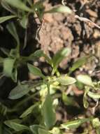 Image of Erect Pygmy-Cudweed