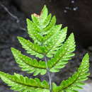 Image of Gymnocarpium remotepinnatum (Hayata) Ching