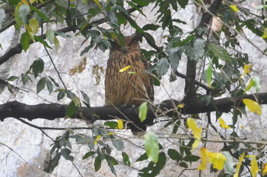 Image of Tawny Fish Owl