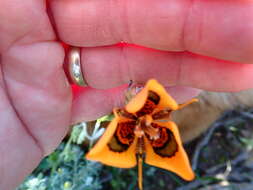 Image of Moraea tulbaghensis L. Bolus