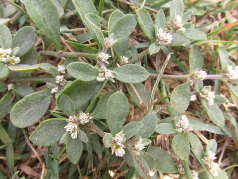 Imagem de Alternanthera halimifolia (Lam.) Standl. ex Pittier