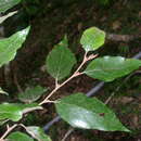 Image of Molinadendron guatemalense (Radlk. ex Harms) Endress