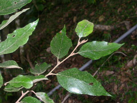 Image of Molinadendron guatemalense (Radlk. ex Harms) Endress