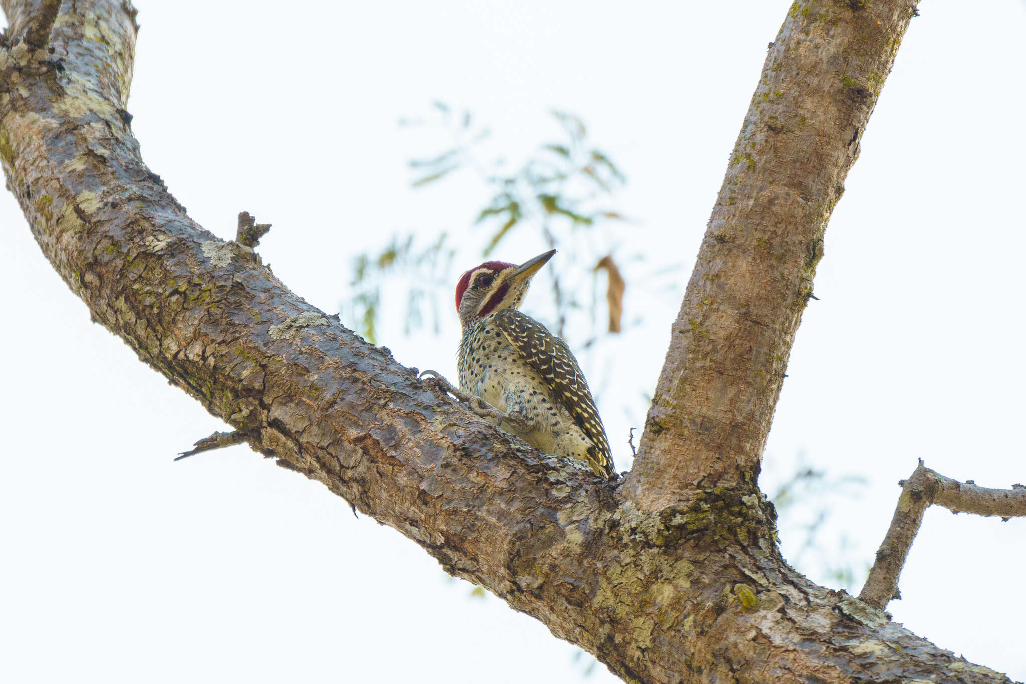 Image of Speckle-throated Woodpecker