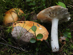 Image of Russula decolorans (Fr.) Fr. 1838