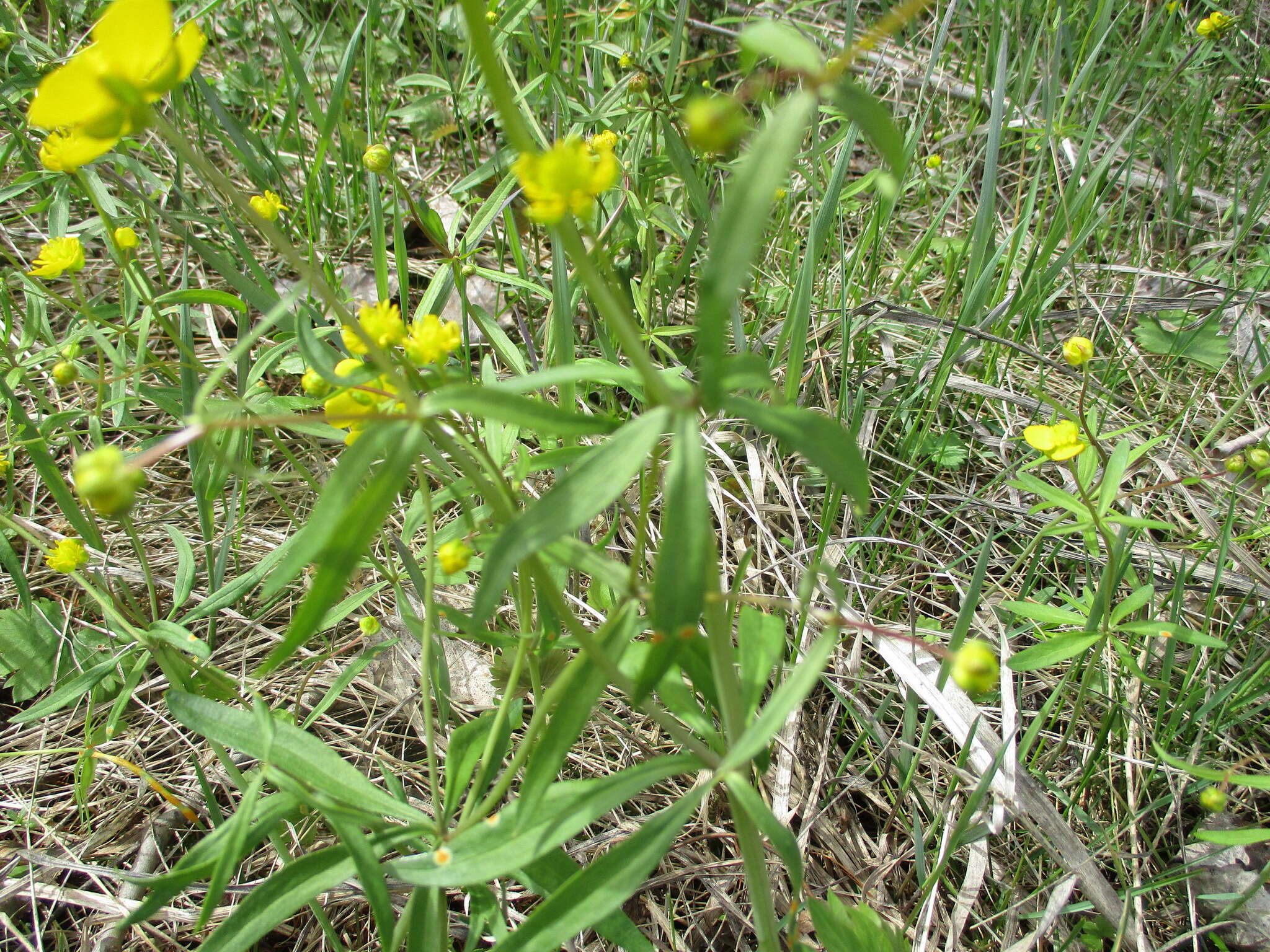 Image of Ranunculus monophyllus Ovcz.