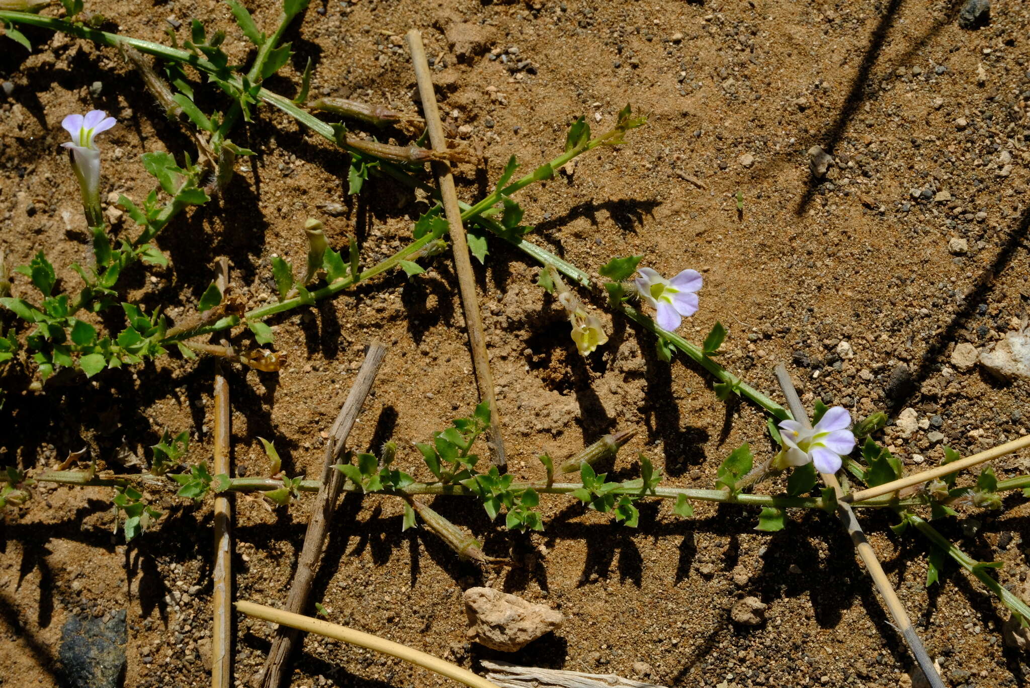 Image of Lobelia thermalis Thunb.