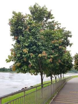 Image of batoko plum