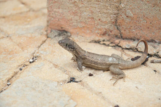 صورة Leiocephalus carinatus armouri Barbour & Shreve 1935