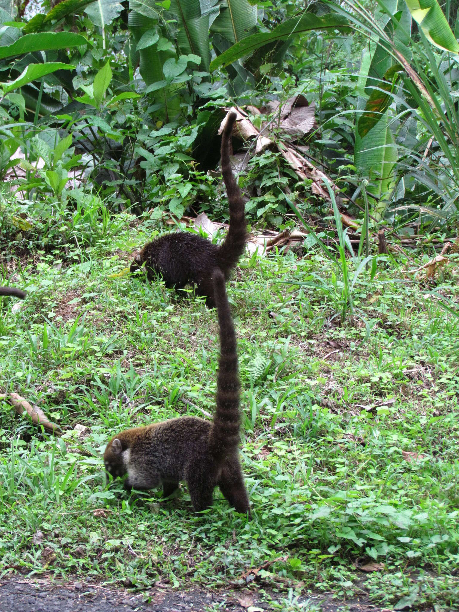 Image of Coati