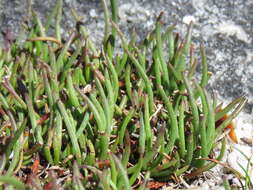 Image of Centella caespitosa Adamson