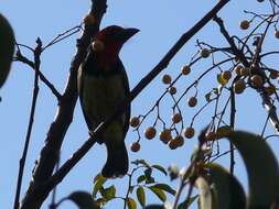 صورة Lybius torquatus torquatus (Dumont 1805)