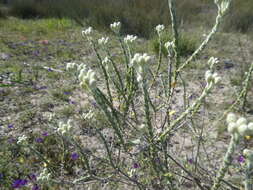 Image of Athanasia rugulosa E. Mey. ex DC.